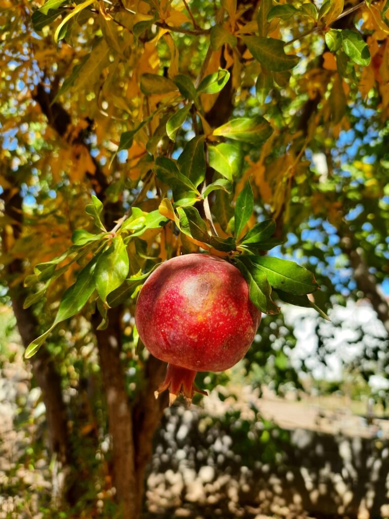 Click Healthy Life